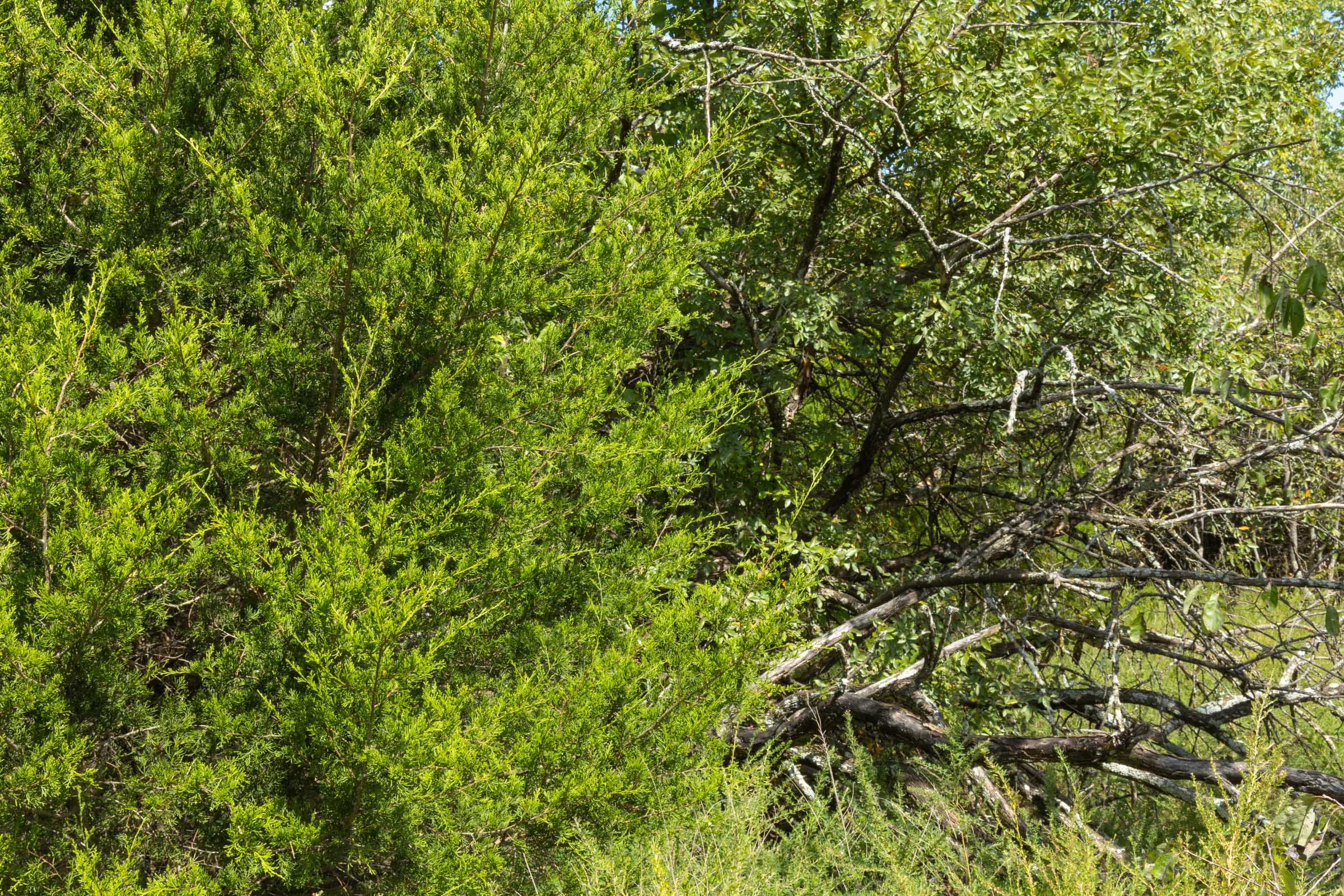 Reserves At Cattail Cove Phase II Tract 64 photo 4