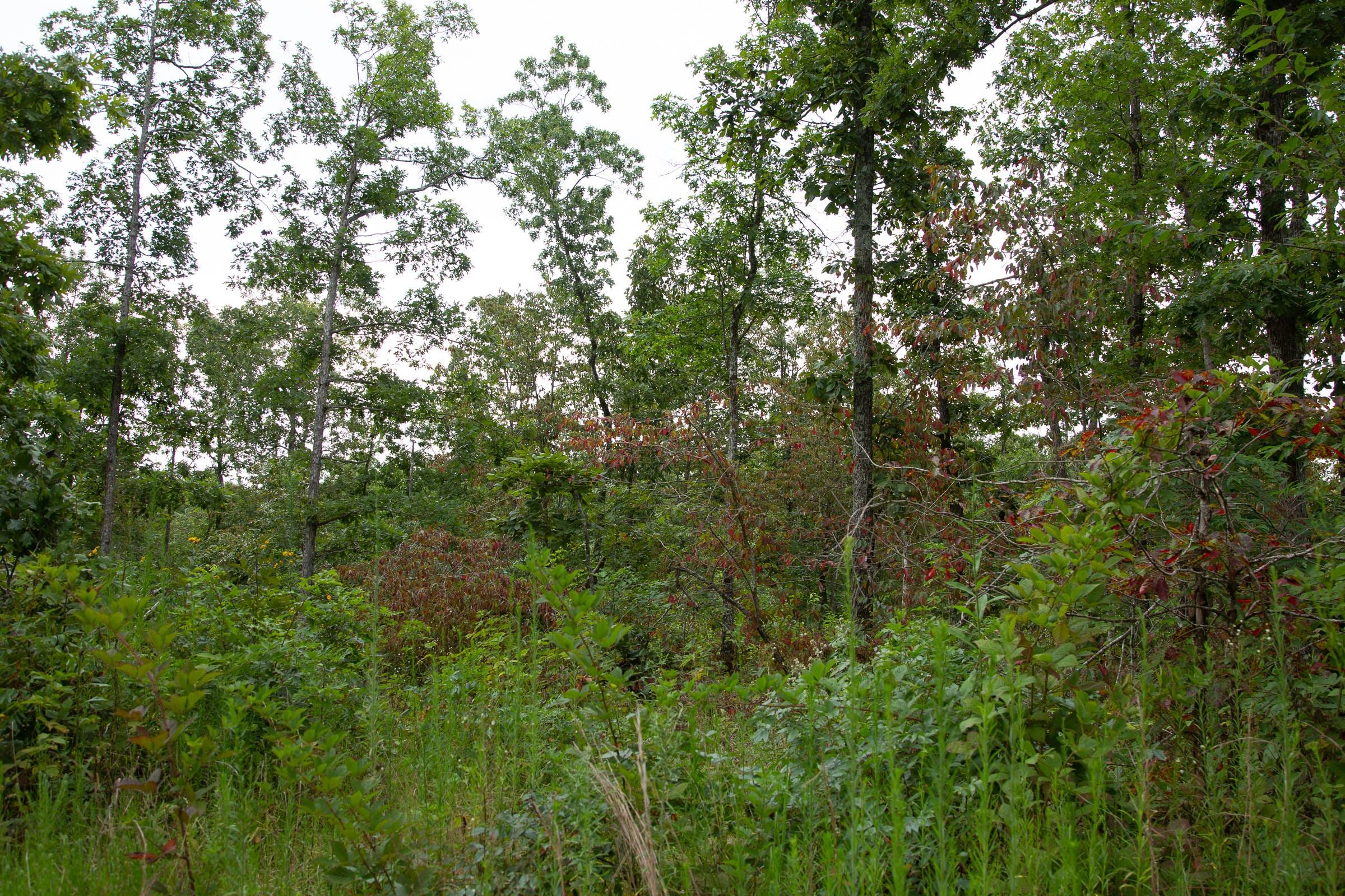 Borgmann’s Hollow Phase II Tract 32 photo 3
