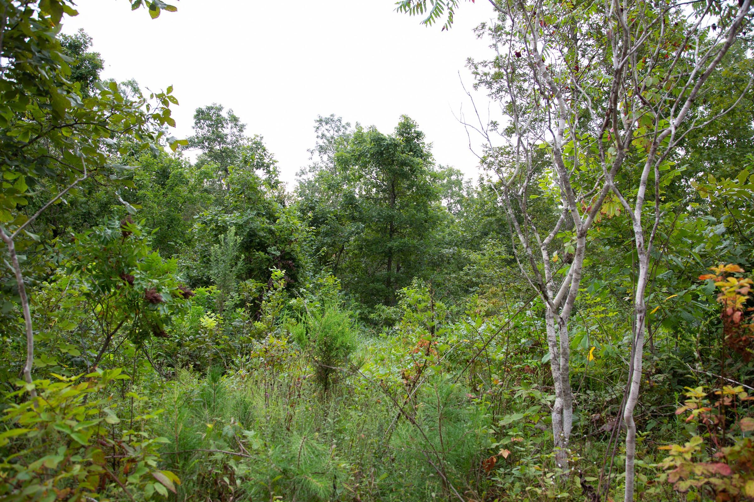 Borgmann’s Hollow Phase II Tract 32 photo 6