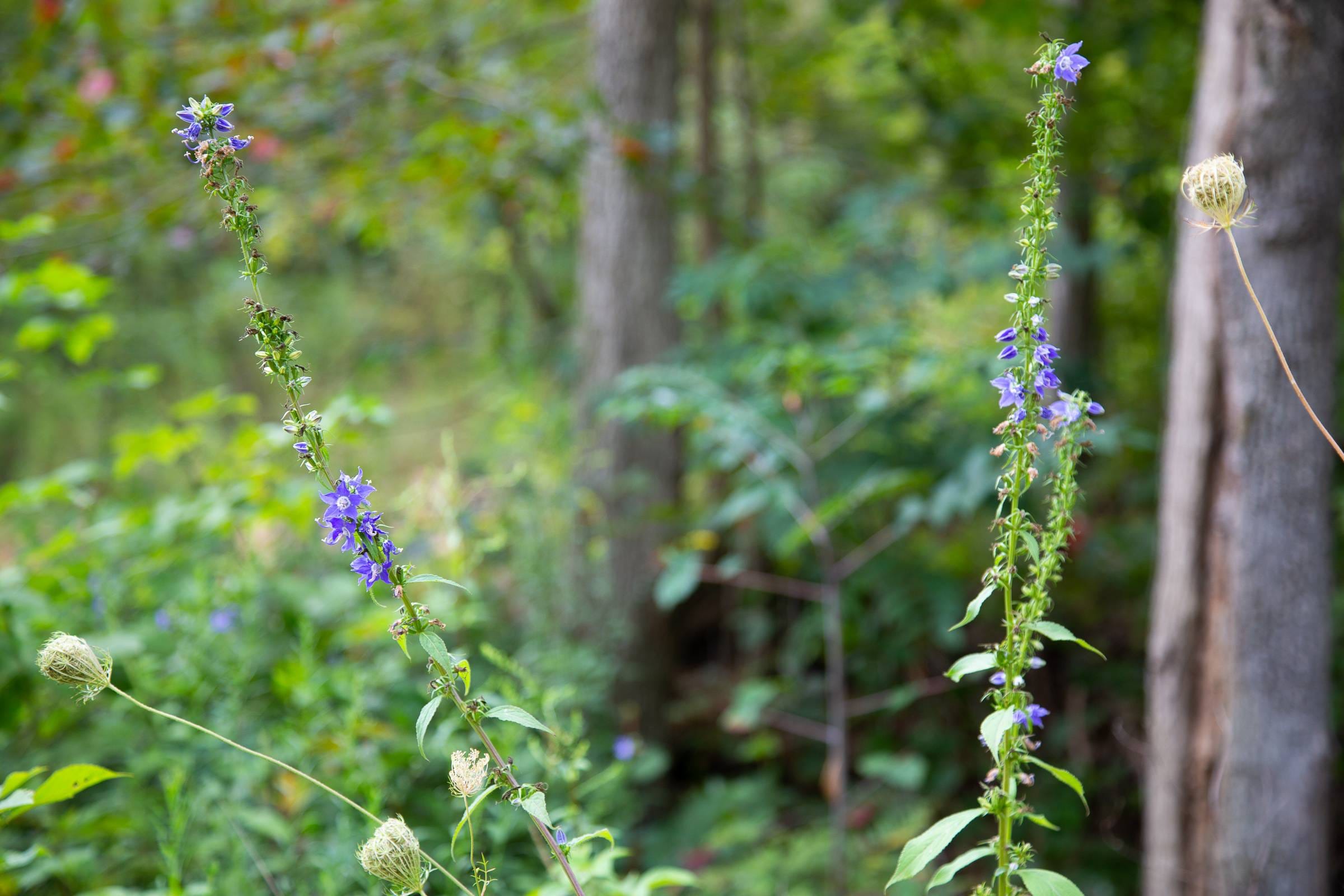 Borgmann’s Hollow Phase II Tract 32 photo 8