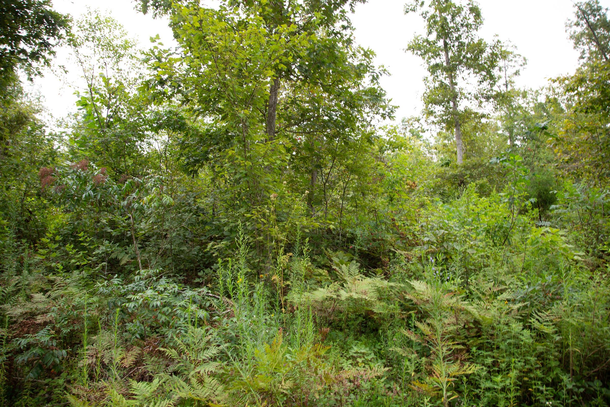 Borgmann’s Hollow Phase II Tract 32 photo 9