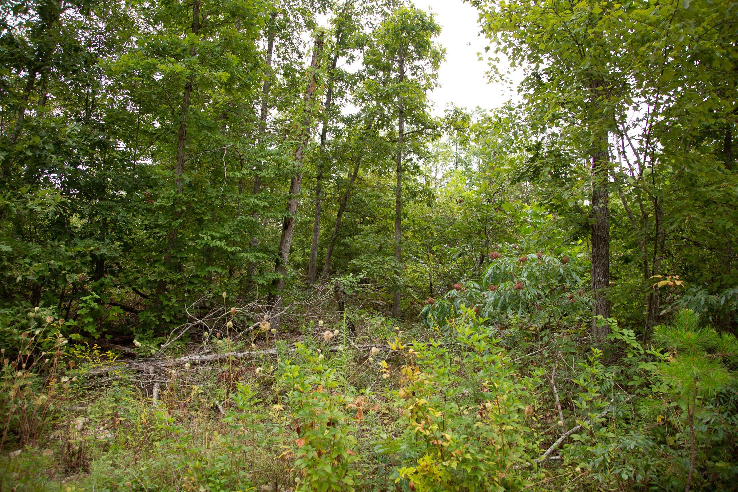 Borgmann’s Hollow Phase II Tract 32 photo 5