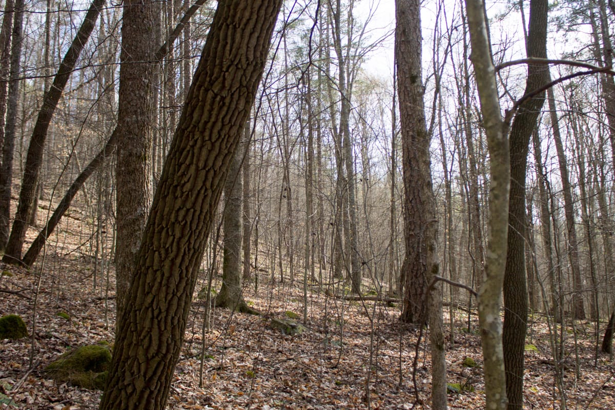 Chestnut Oak Ridge Tract 20 photo 2
