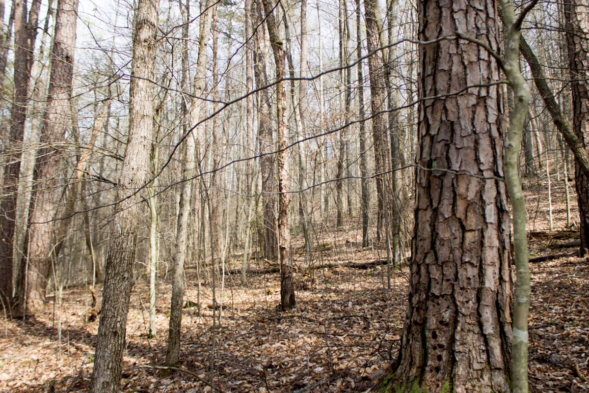 Chestnut Oak Ridge Tract 20 photo 3