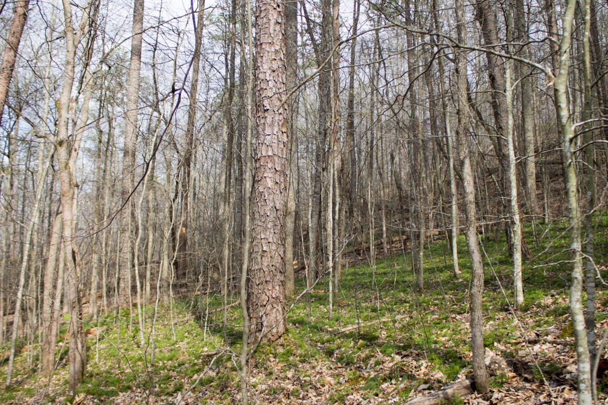 Chestnut Oak Ridge Tract 20 photo 4
