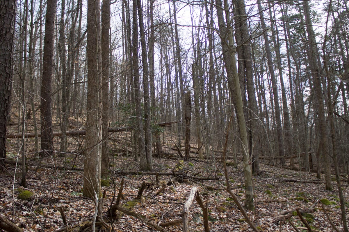 Chestnut Oak Ridge Tract 20 photo 5