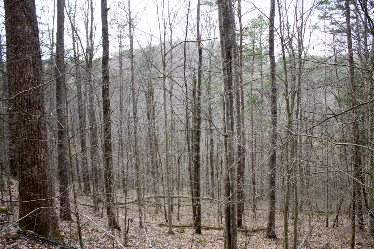 Chestnut Oak Ridge Tract 20 photo 7