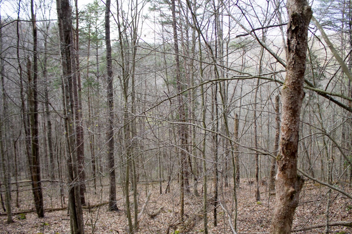 Chestnut Oak Ridge Tract 20 photo 8