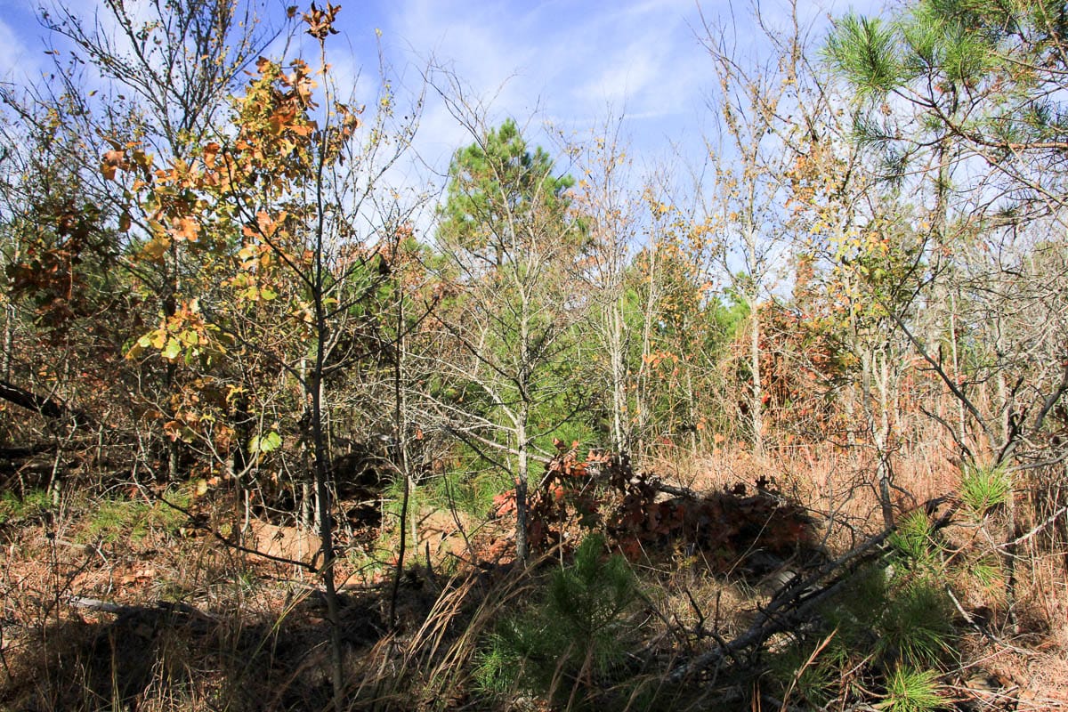 Stone Creek Phase III Tract 2 photo 4