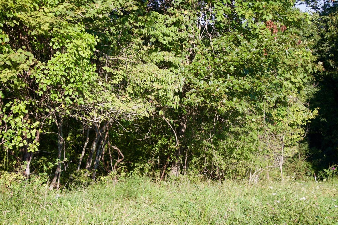 Heritage Hollow Tract 2 photo 4