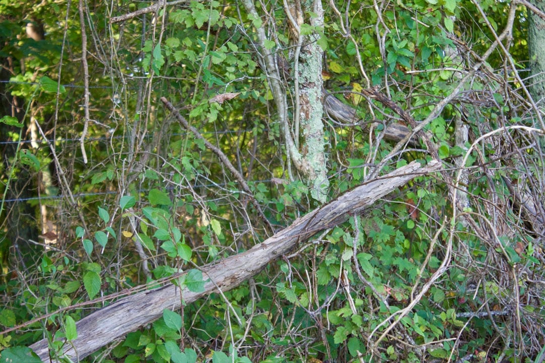 Heritage Hollow Tract 2 photo 11