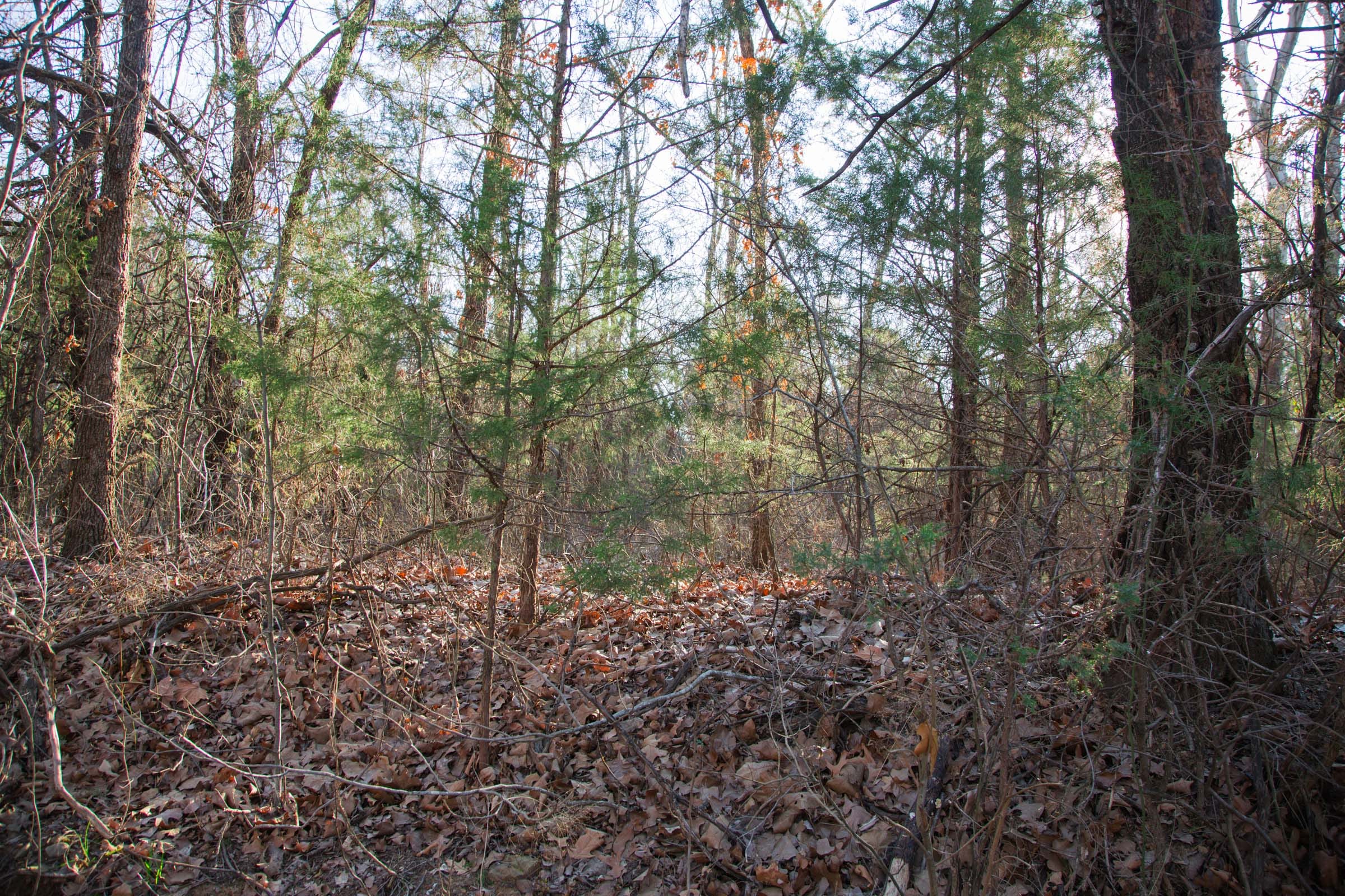 Eufaula Cove Tract 24 photo 6