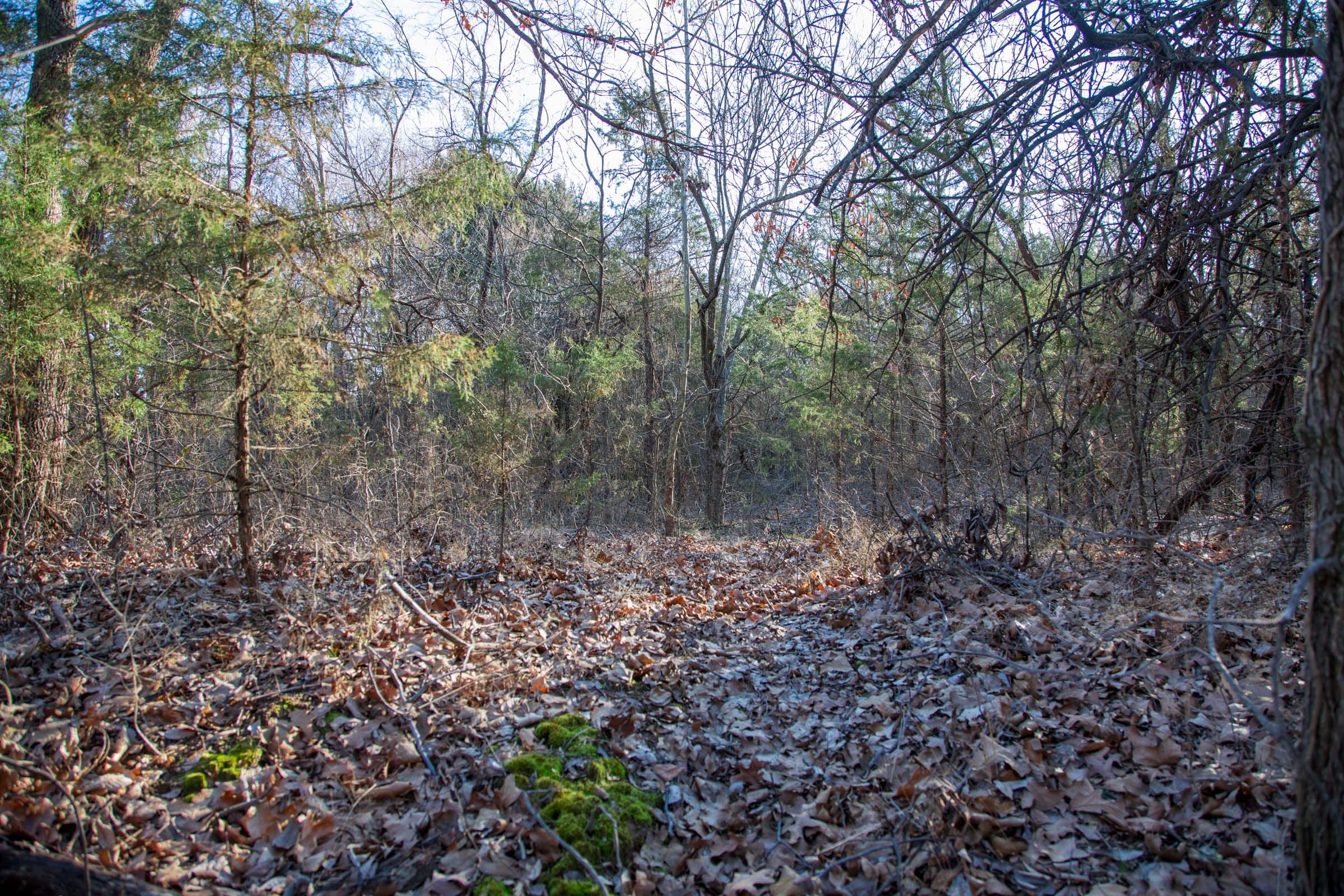Eufaula Cove Tract 24 photo 8