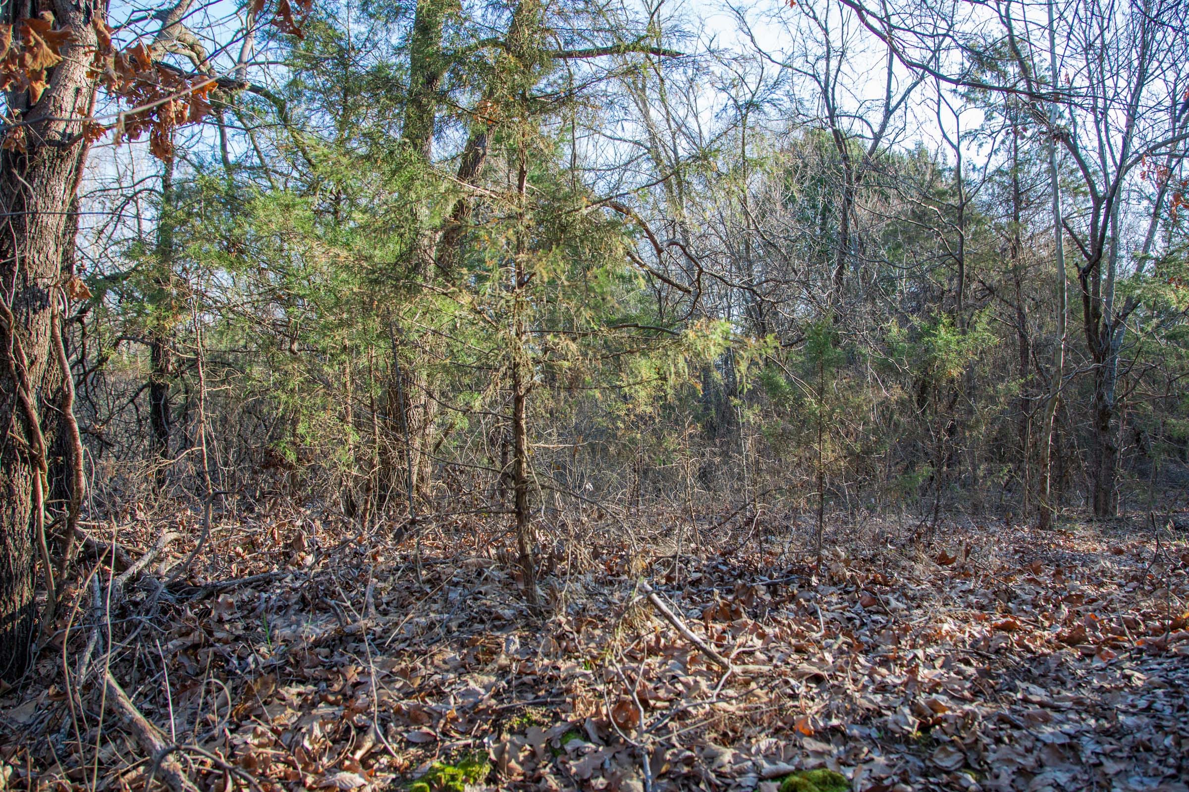 Eufaula Cove Tract 24 photo 10