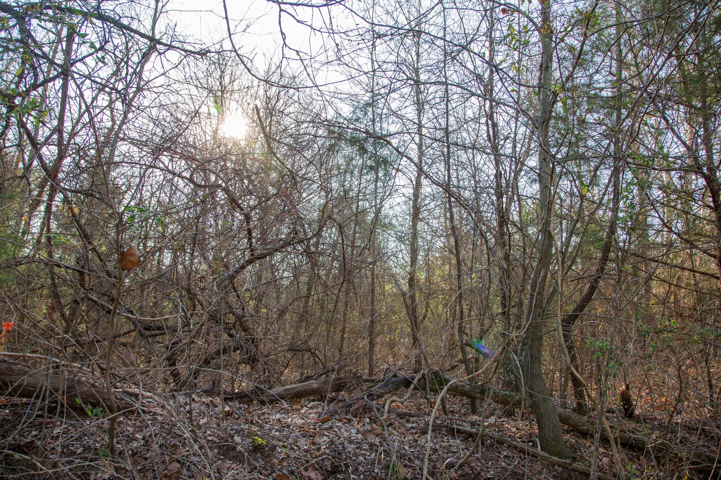Eufaula Cove Tract 24 photo 14