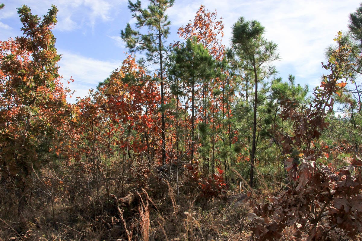 Stone Creek Phase III Tract 52 photo 3