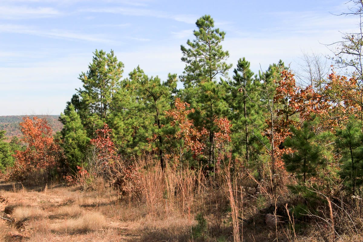 Stone Creek Phase III Tract 52 photo 4