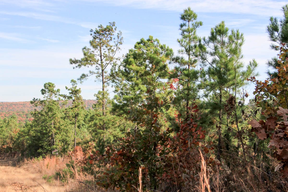 Stone Creek Phase III Tract 52 photo 7