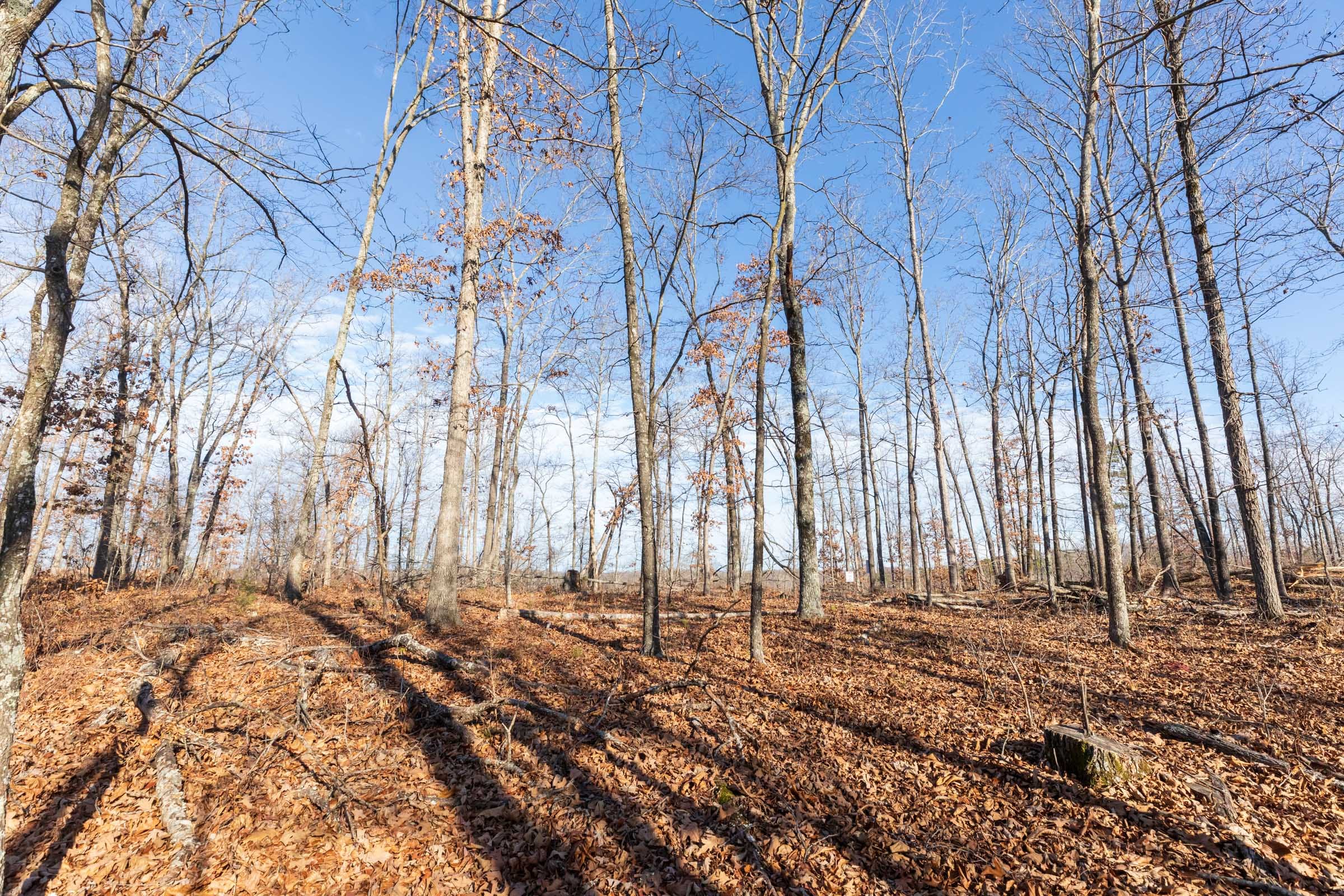 Cypress Ridge Tract 38 photo 9