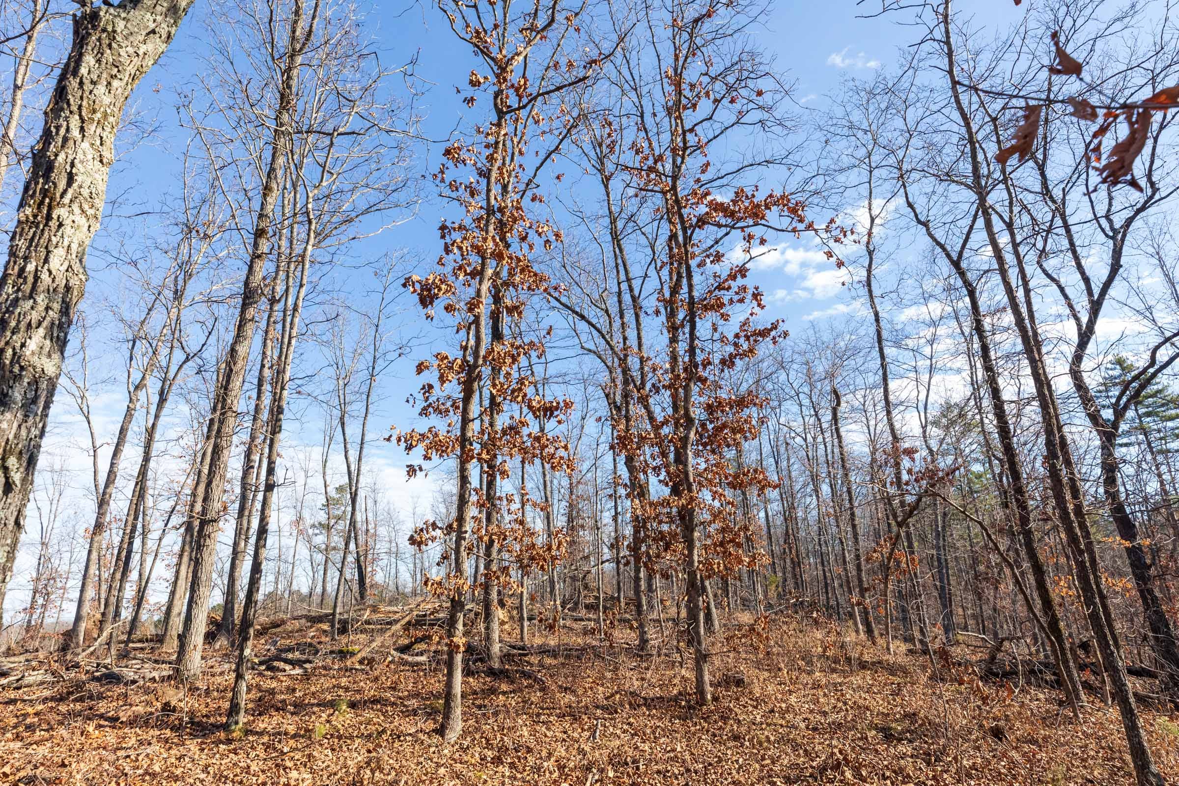 Cypress Ridge Tract 38 photo 2