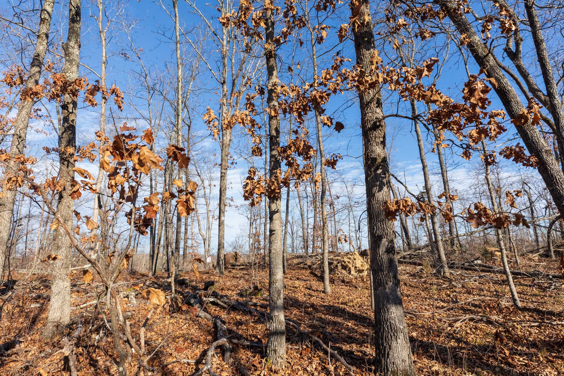 Cypress Ridge Tract 40 photo 2