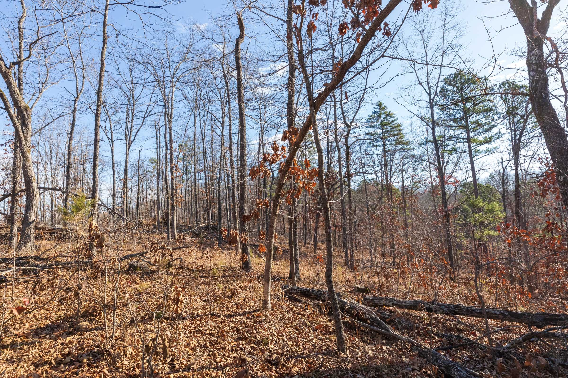 Cypress Ridge Tract 41 photo 10