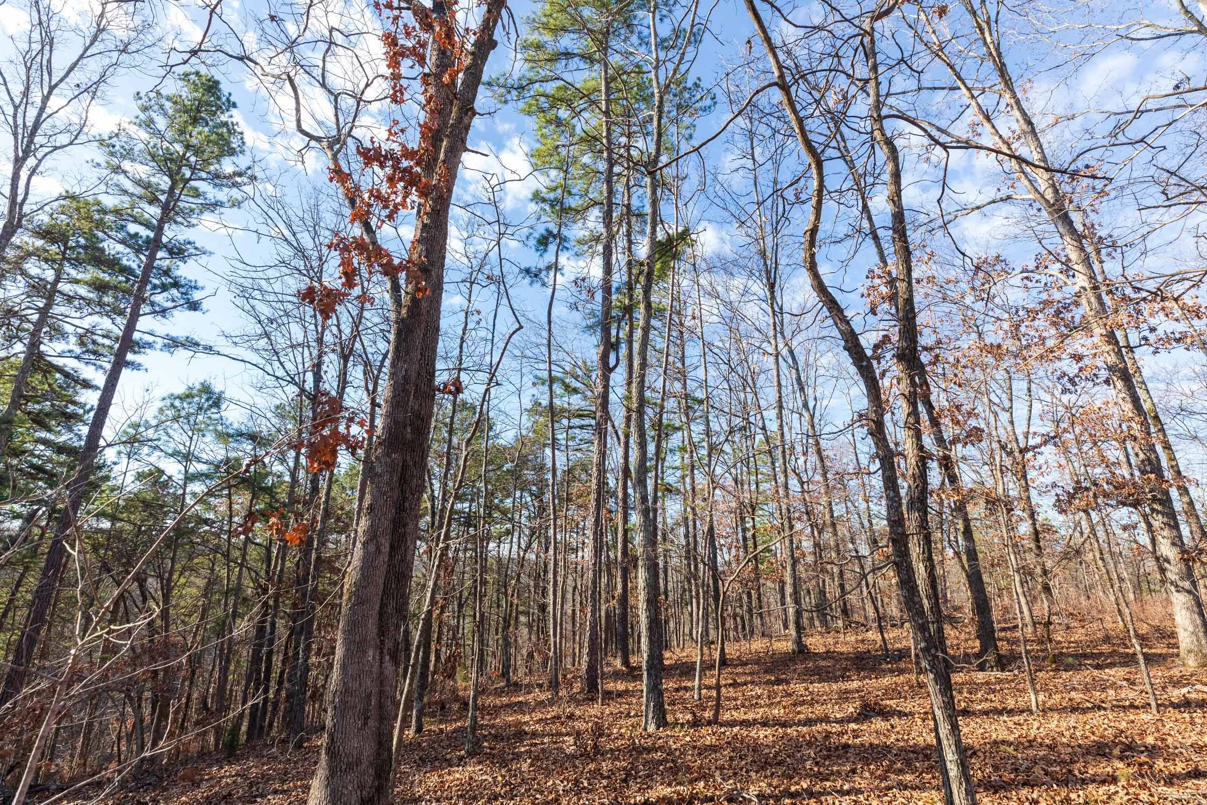 Cypress Ridge Tract 37 photo 2