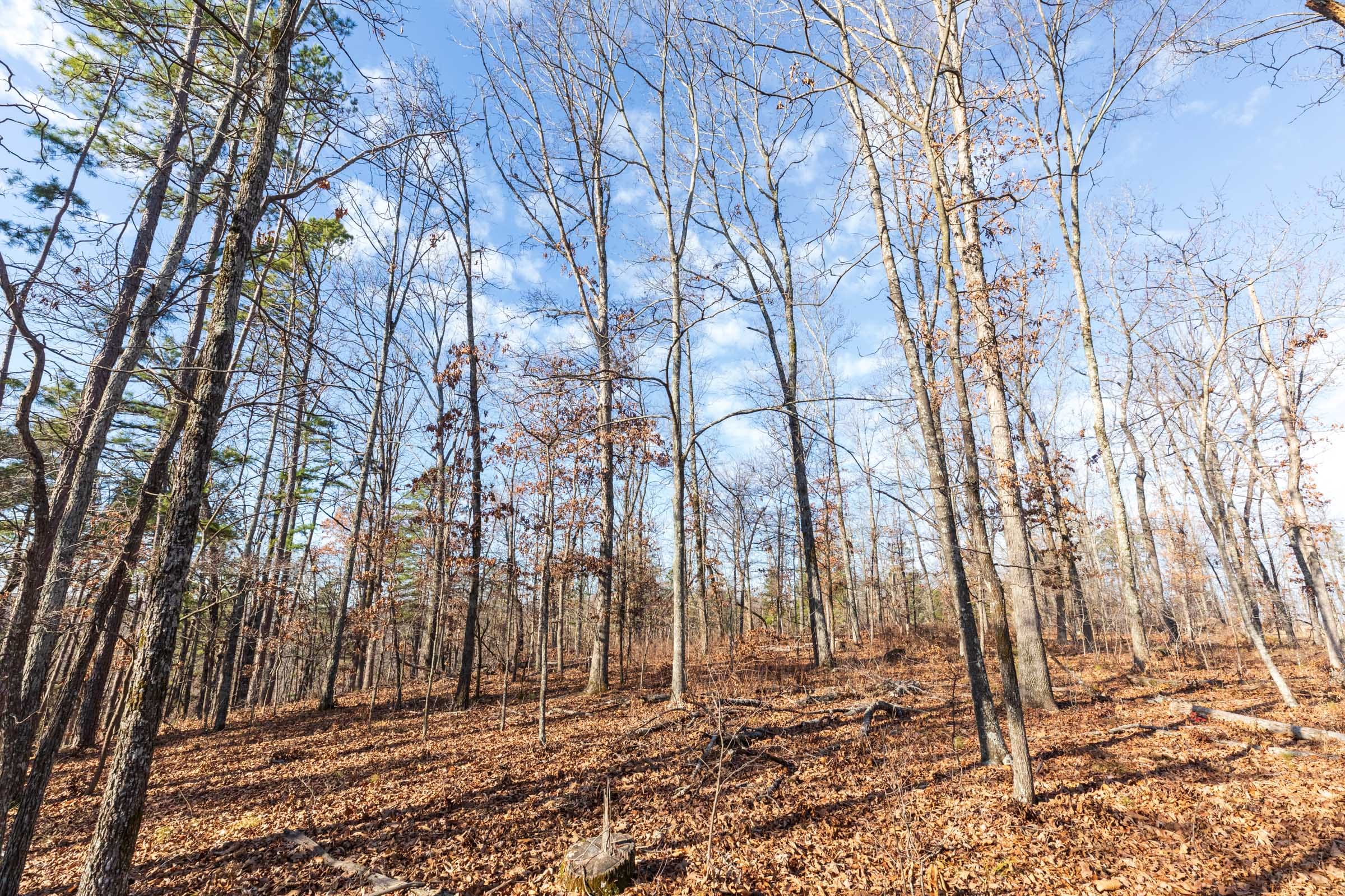 Cypress Ridge Tract 36 photo 3