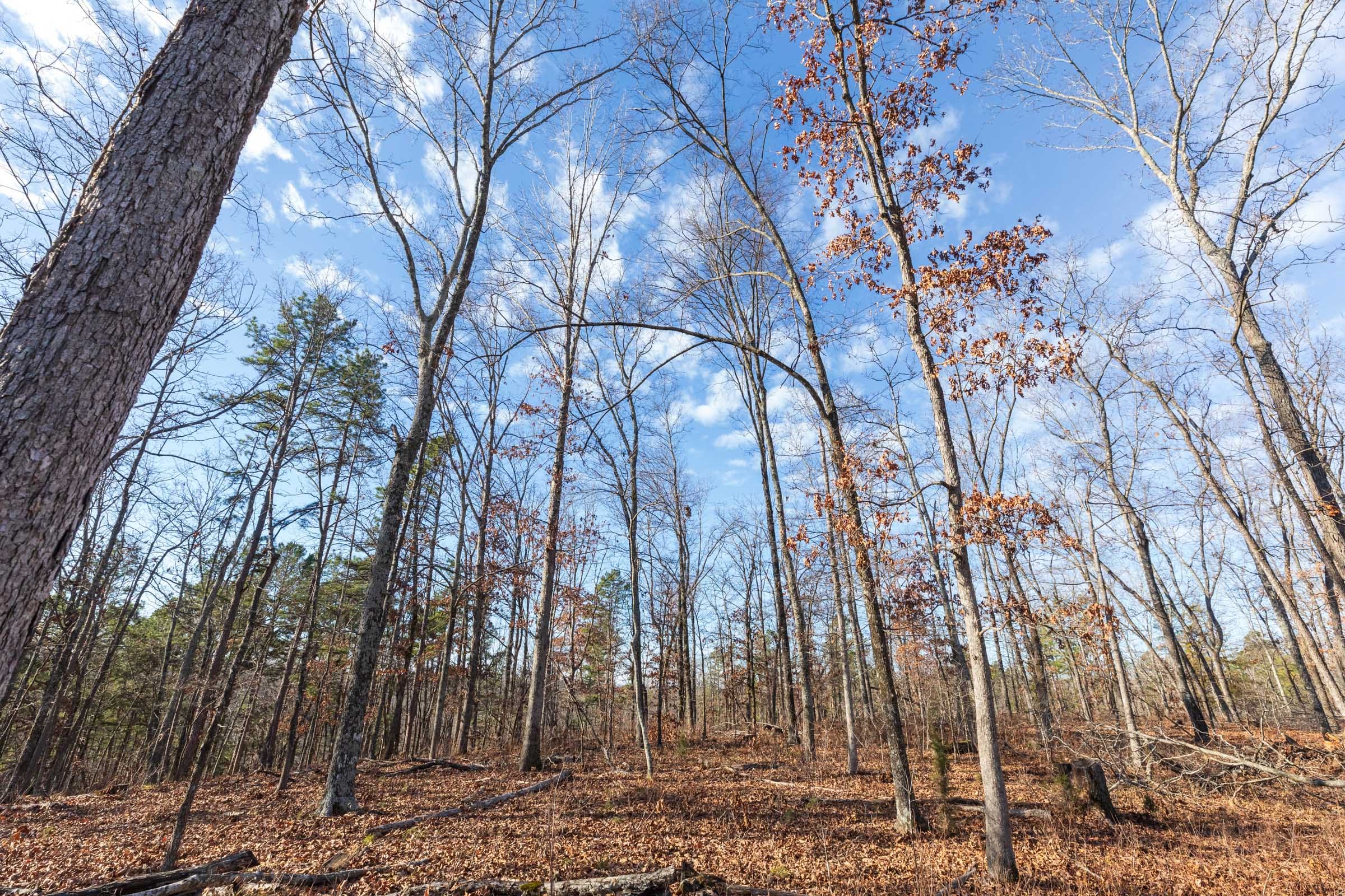 Cypress Ridge Tract 34 photo 2