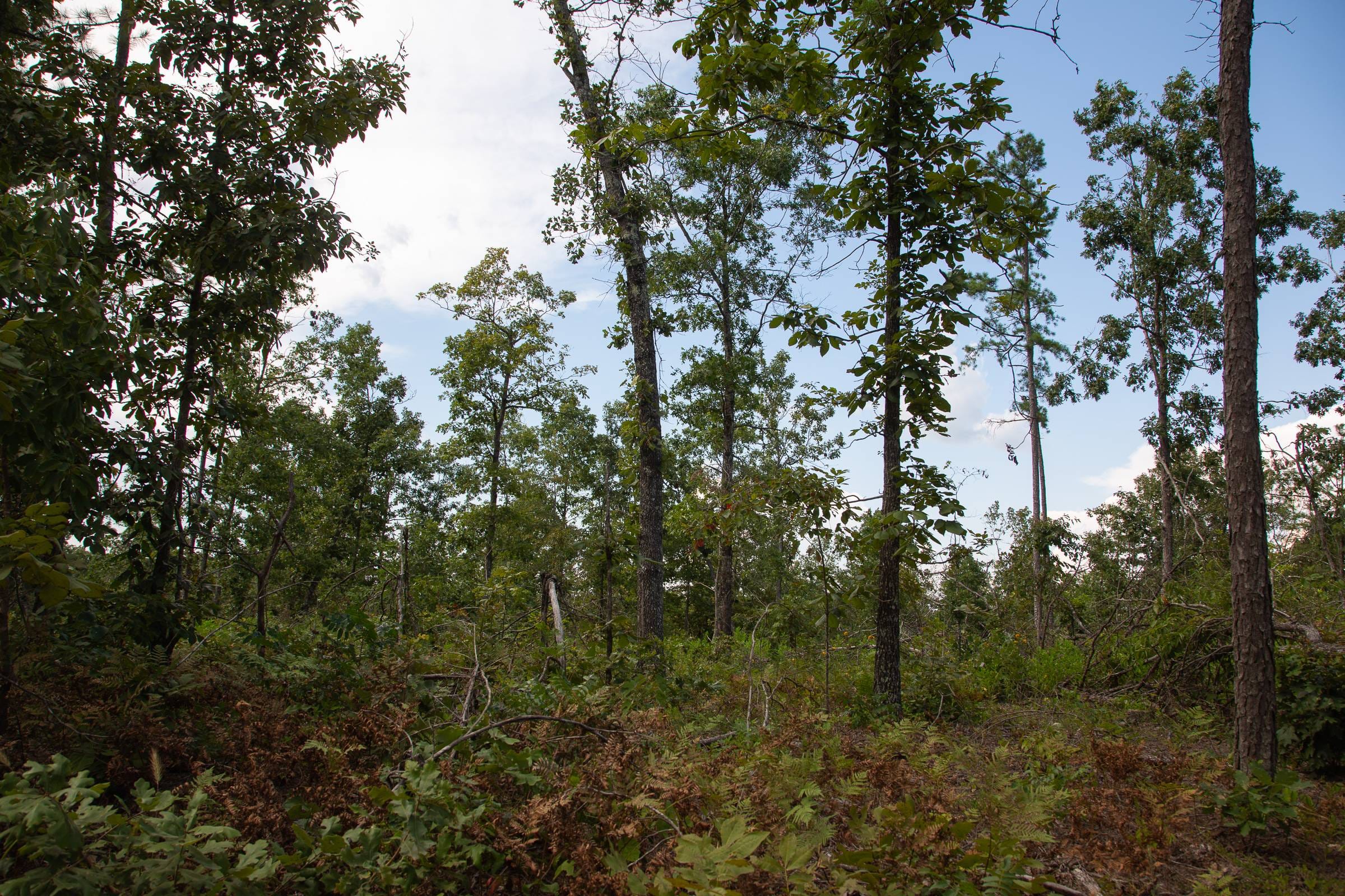 Borgmann’s Hollow Phase I Tract 22 photo 1