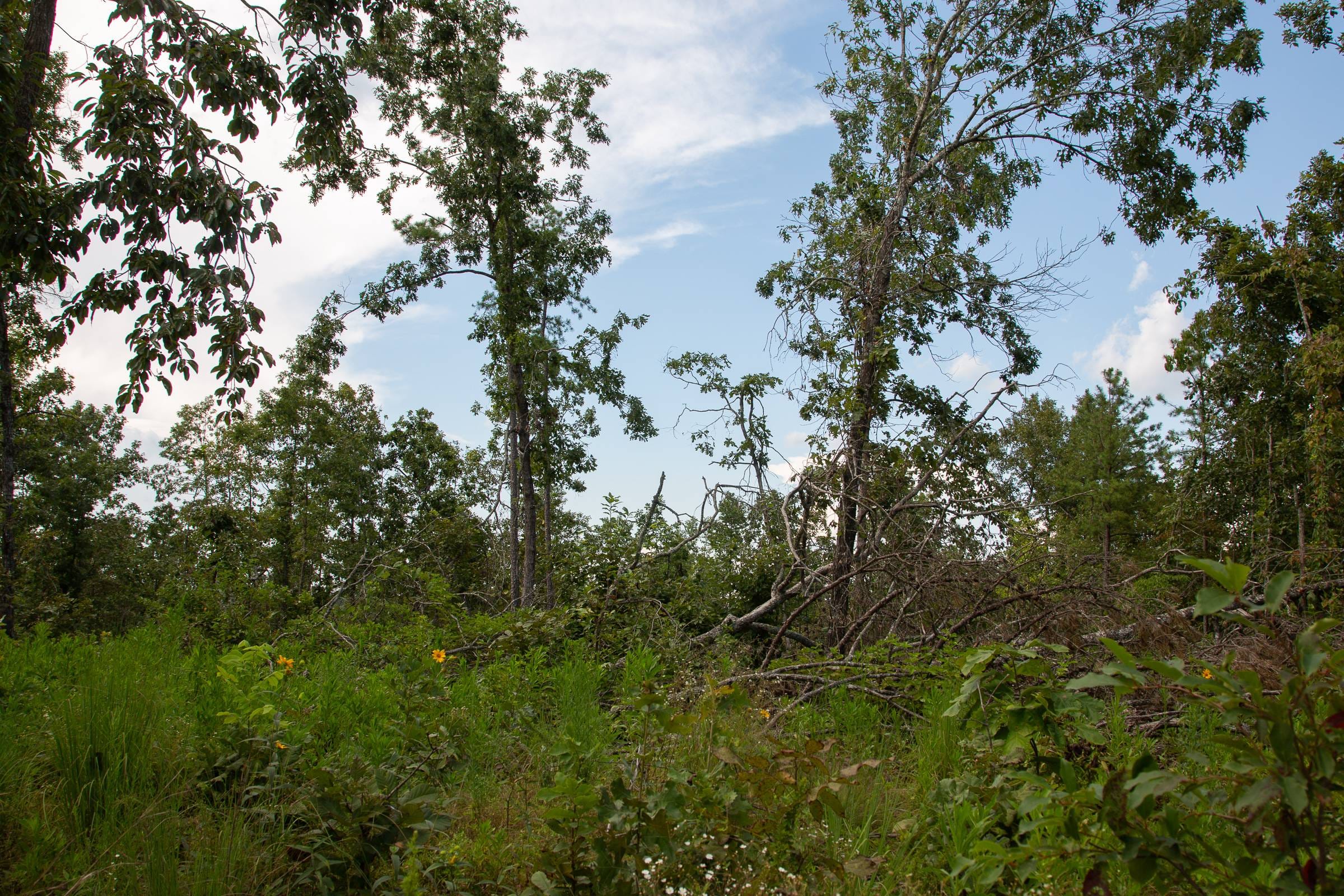 Borgmann’s Hollow Phase I Tract 22 photo 7
