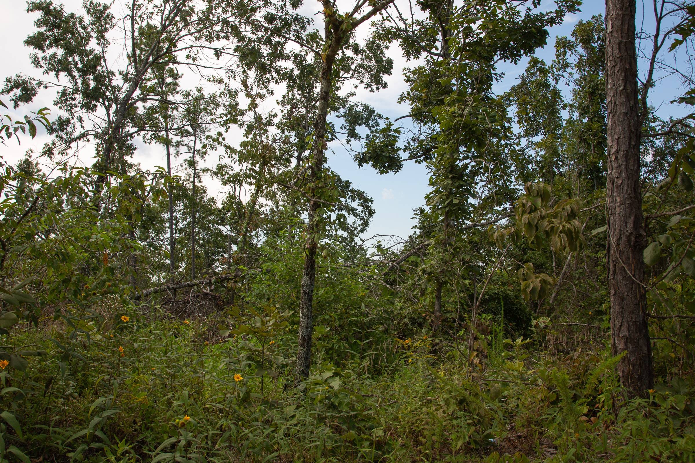 Borgmann’s Hollow Phase I Tract 22 photo 8