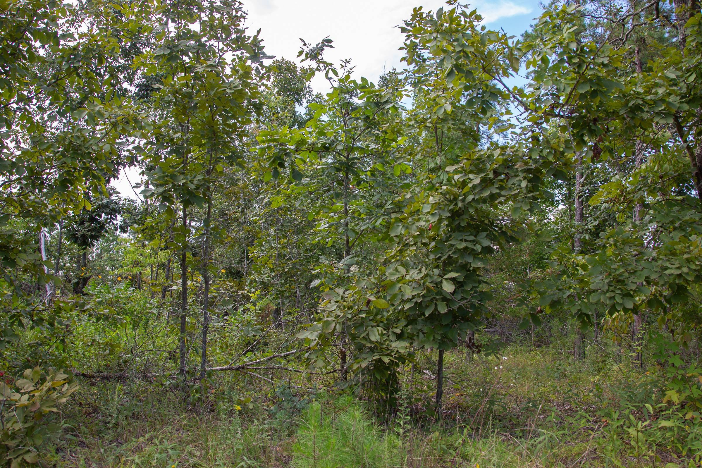 Borgmann’s Hollow Phase I Tract 22 photo 9
