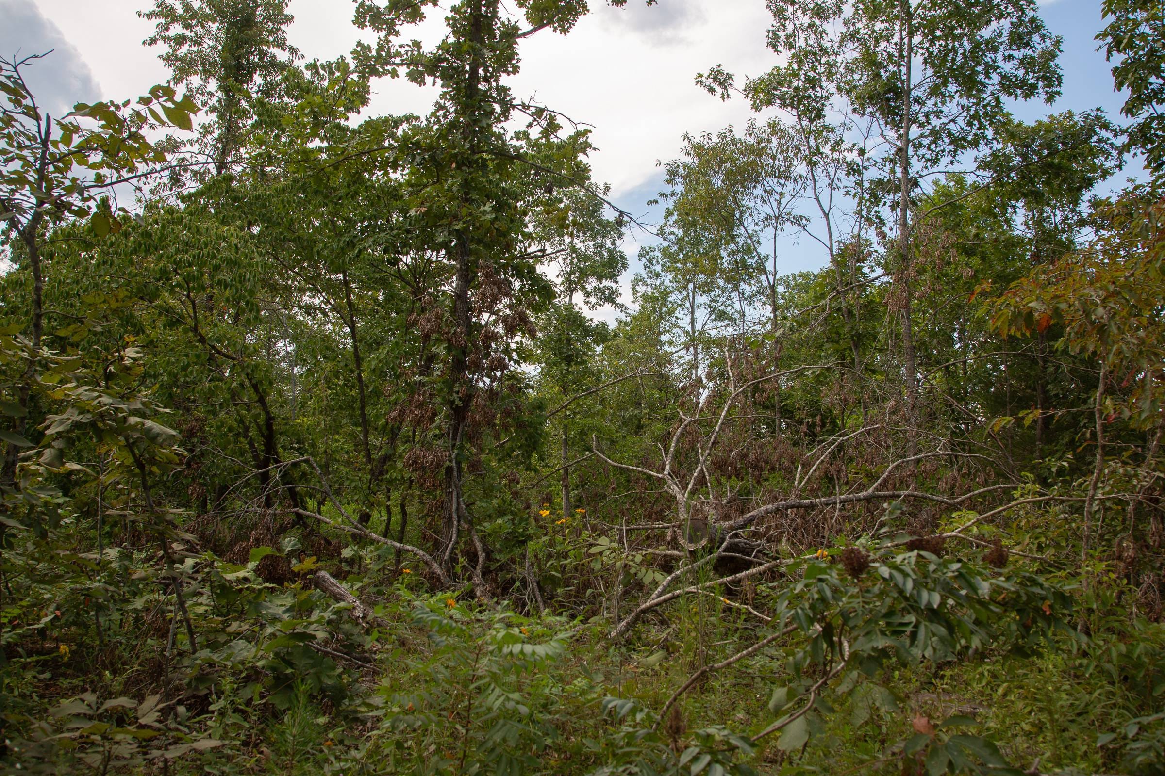 Borgmann’s Hollow Phase I Tract 22 photo 11