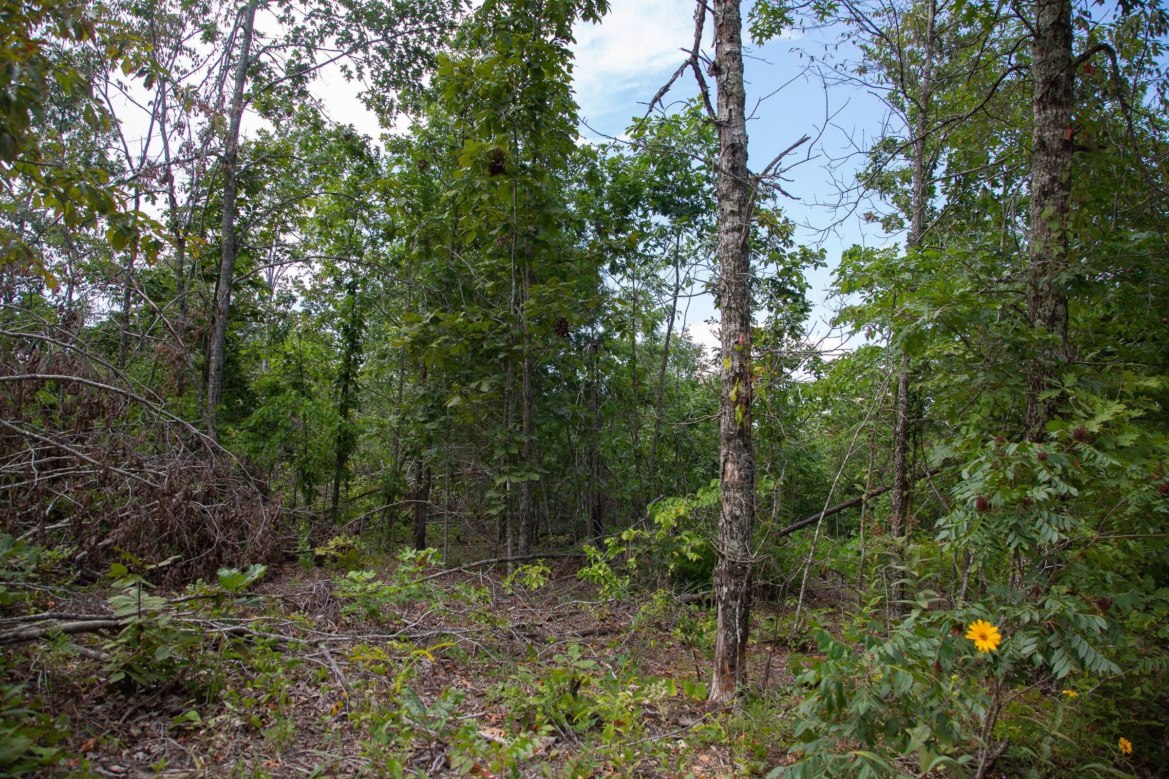 Borgmann’s Hollow Phase I Tract 22 photo 12
