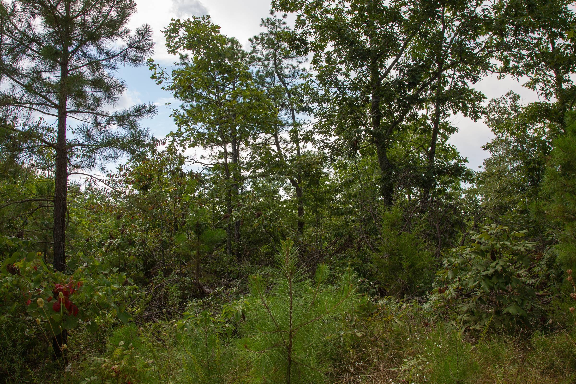 Borgmann’s Hollow Phase I Tract 22 photo 14