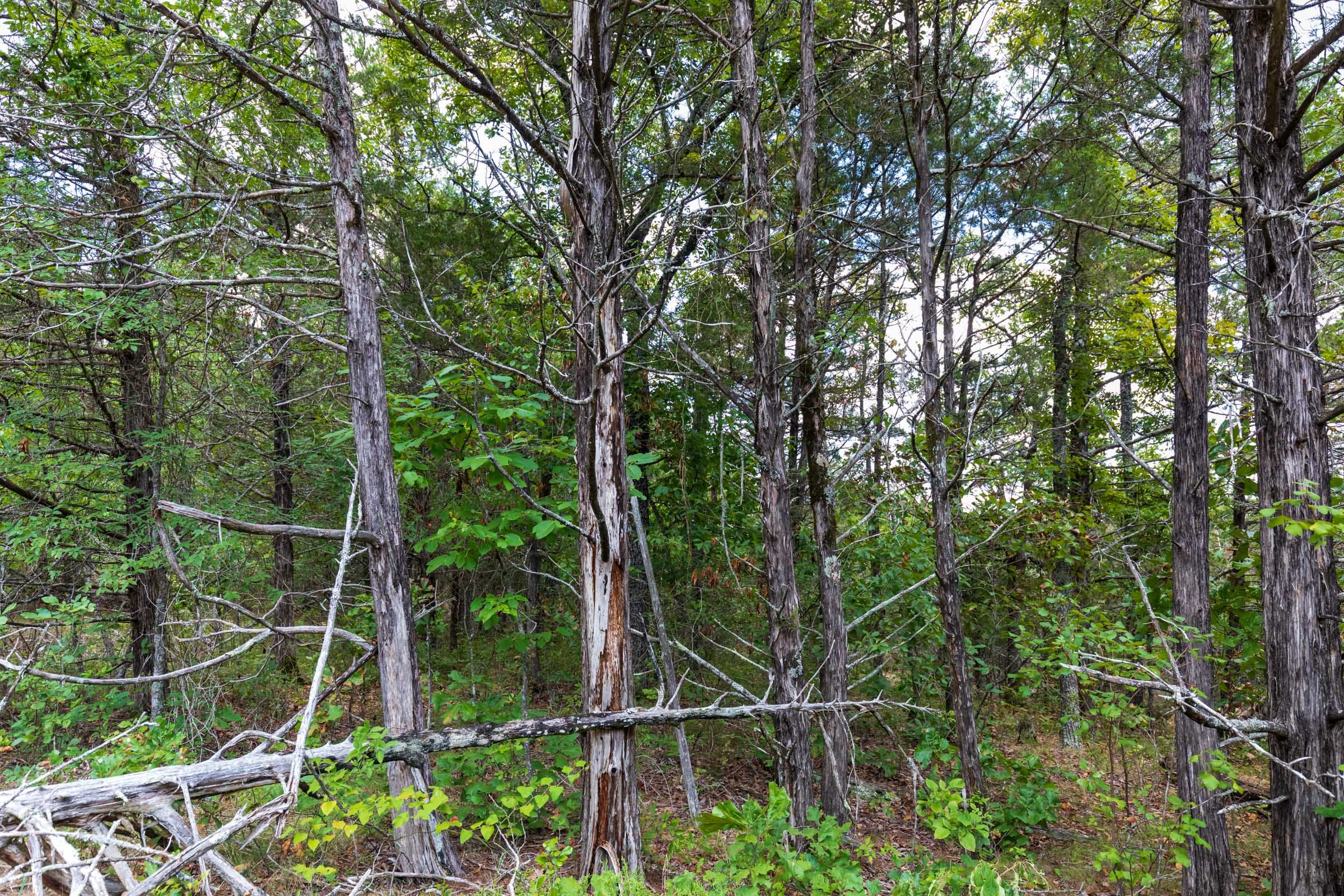 Heritage Bend Tract 20 photo 15