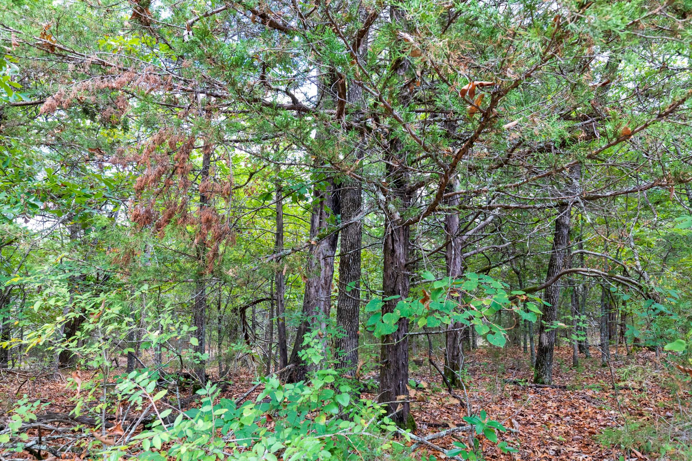 Heritage Bend Tract 20 photo 20