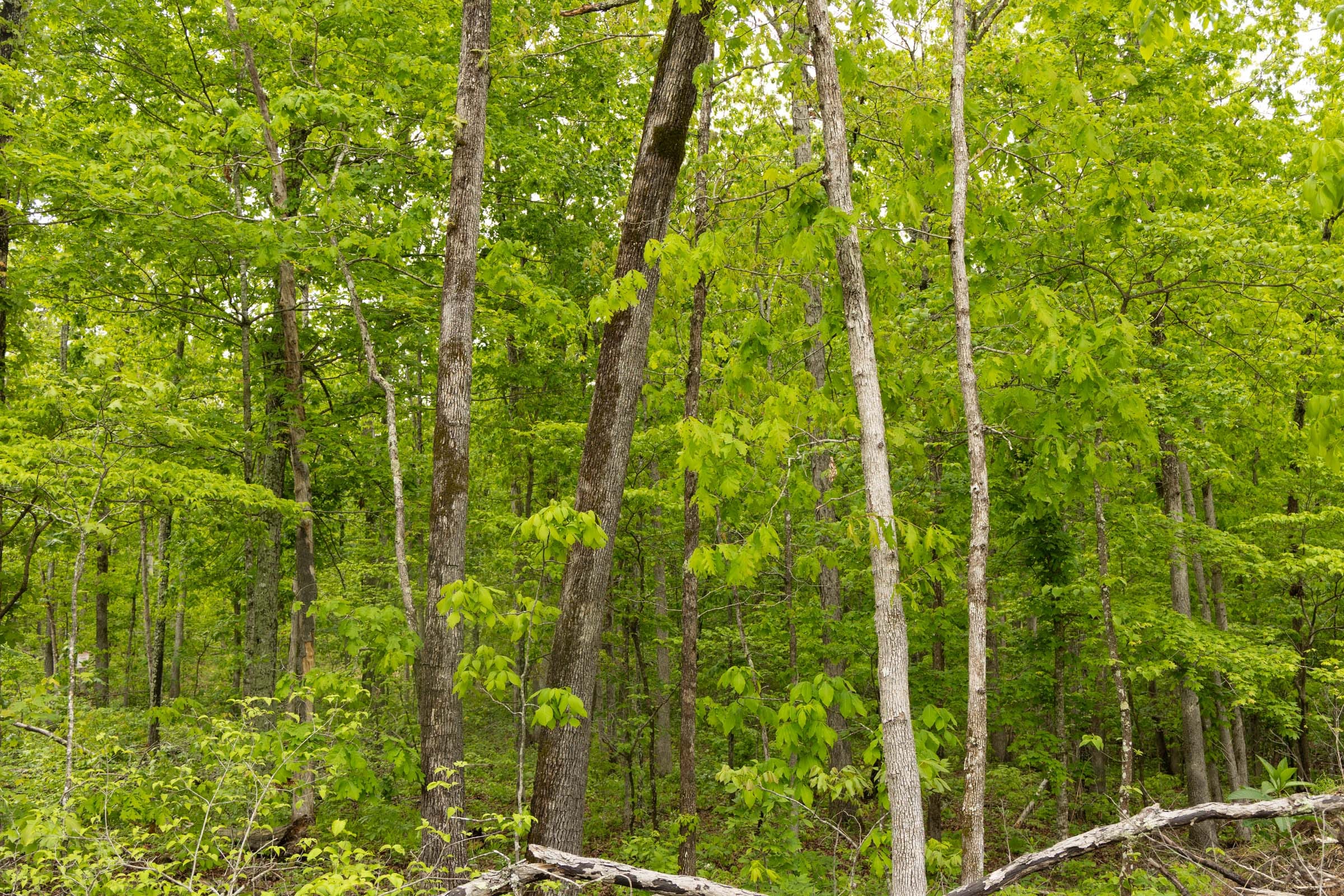 Stardust Estates Tract 34 photo 17