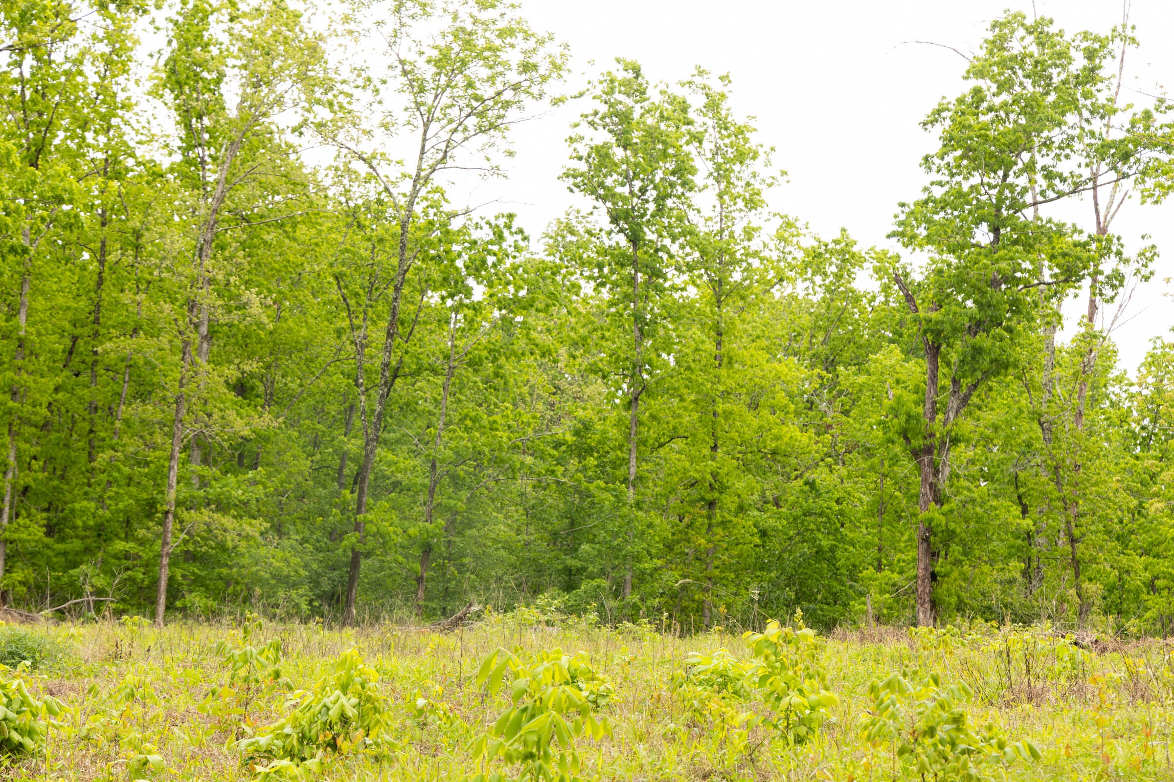 Stardust Estates Tract 34 photo 15