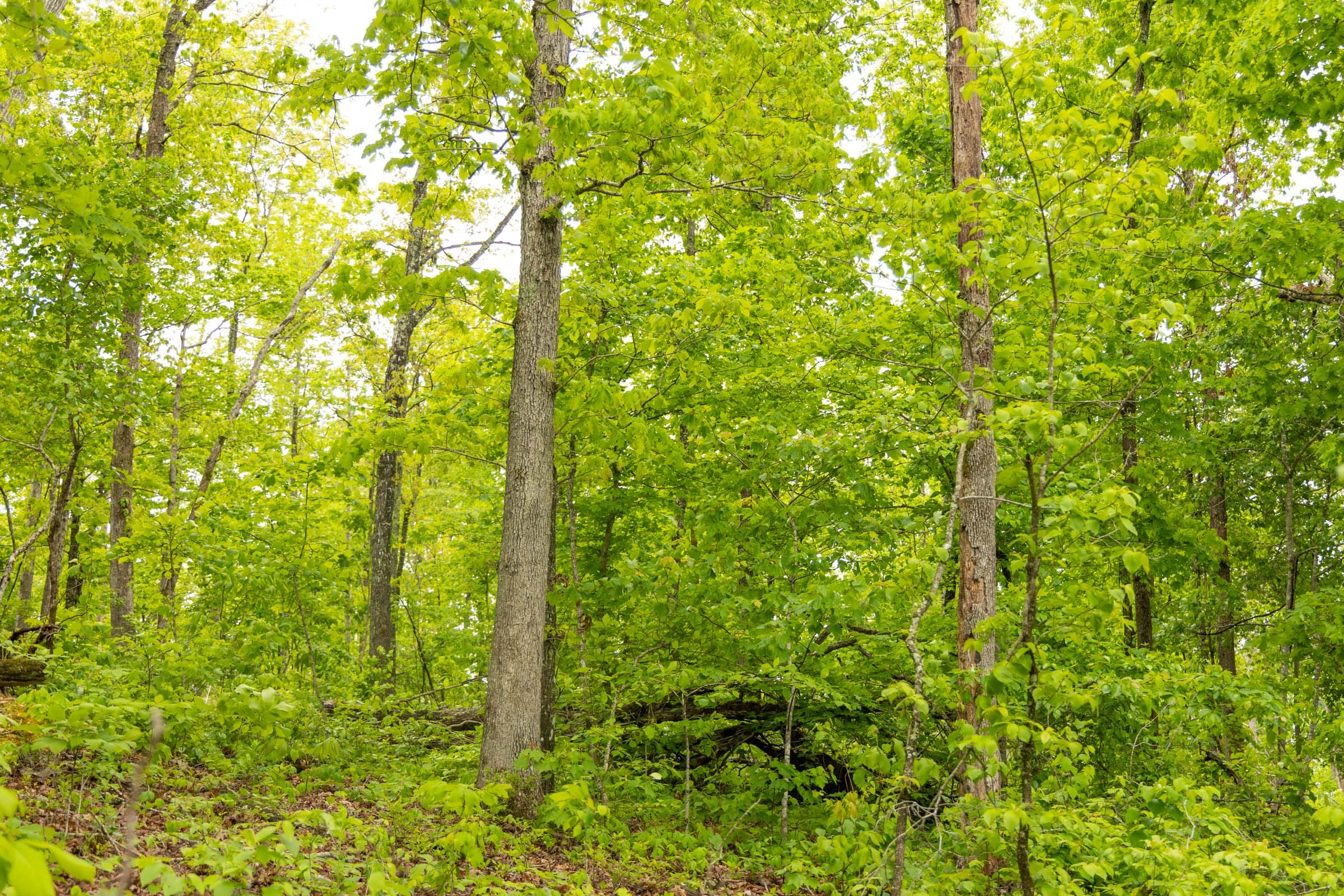 Stardust Estates Tract 34 photo 14