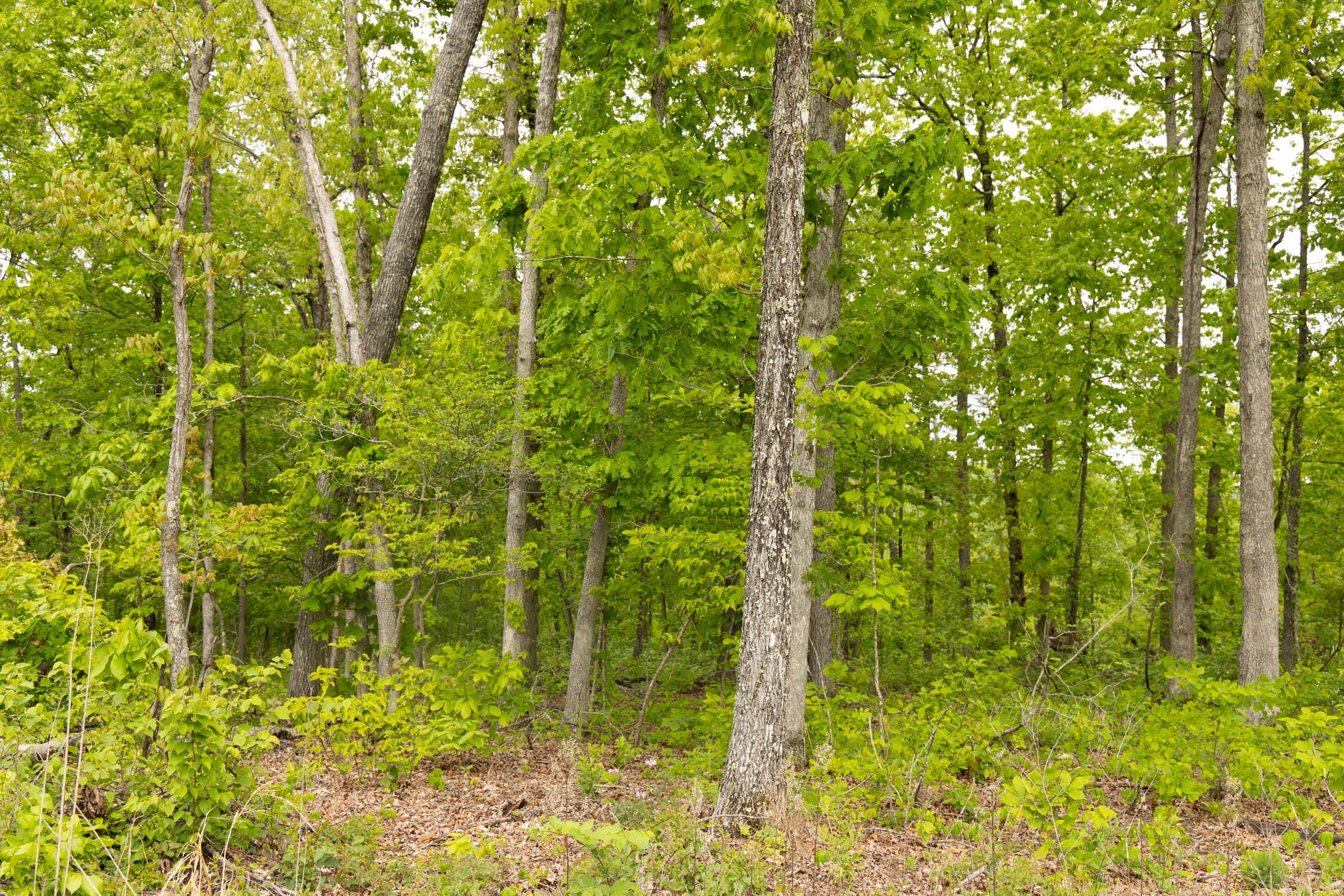 Stardust Estates Tract 34 photo 13