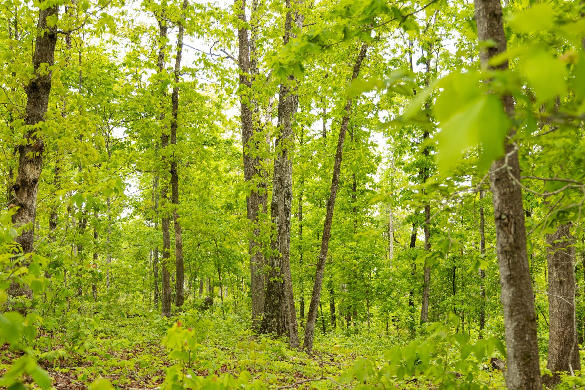 Stardust Estates Tract 34 photo 11