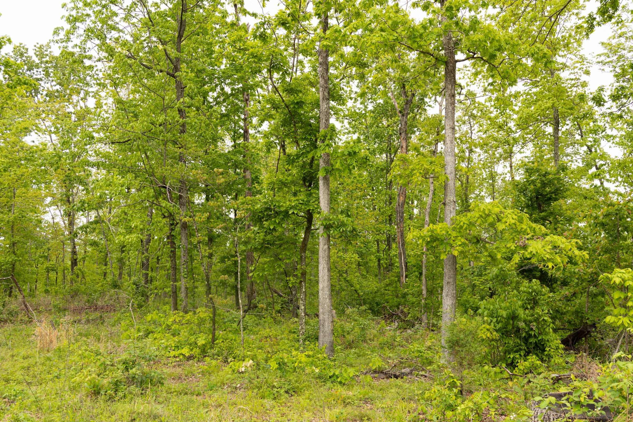 Stardust Estates Tract 34 photo 10