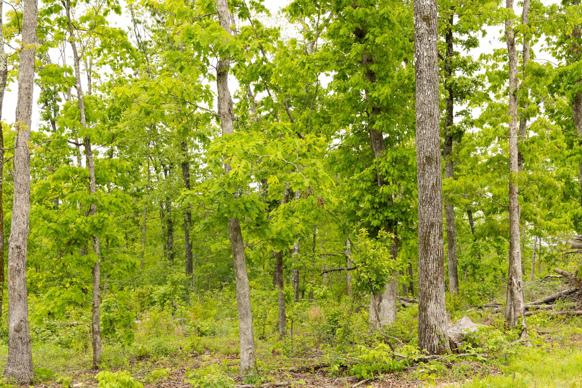 Stardust Estates Tract 34 photo 9