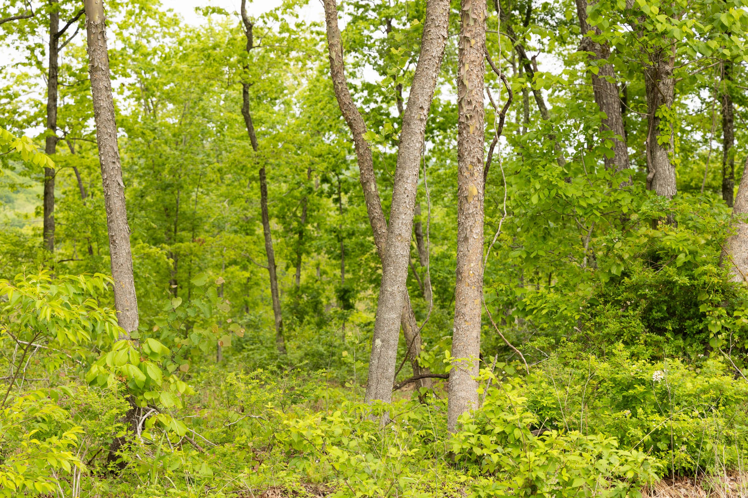 Stardust Estates Tract 34 photo 8