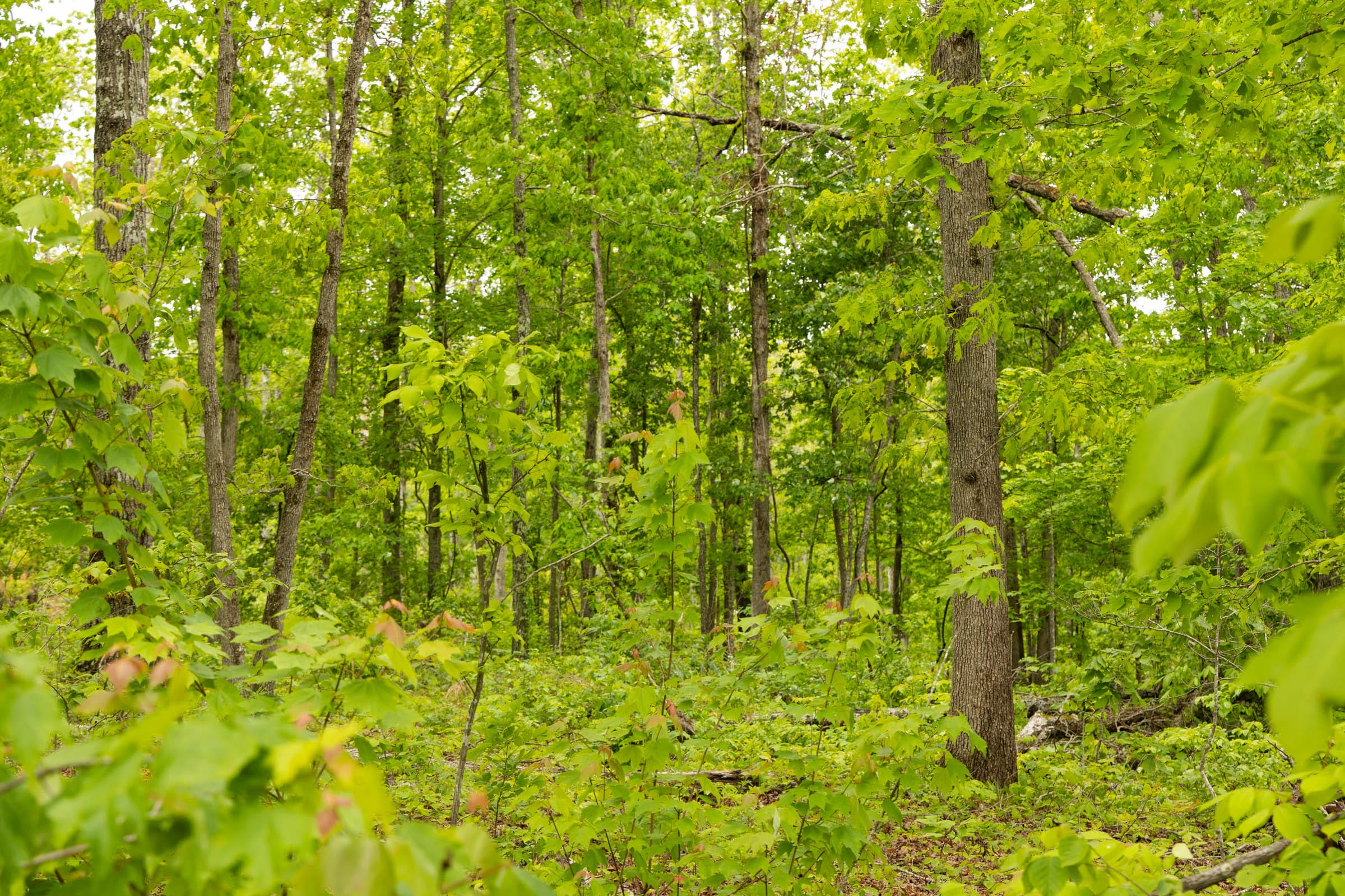 Stardust Estates Tract 34 photo 7