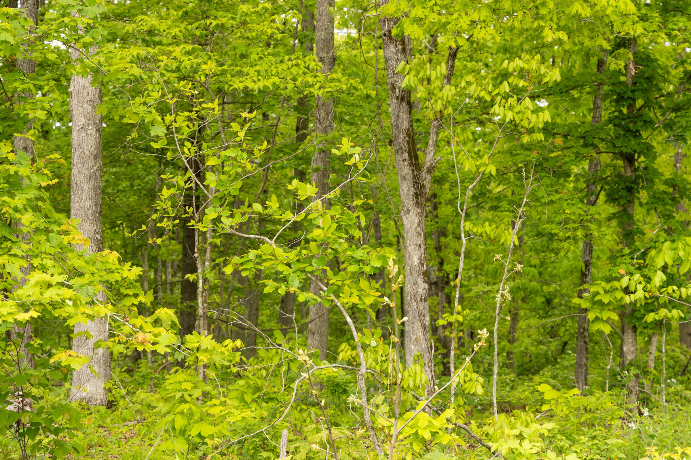 Stardust Estates Tract 34 photo 4