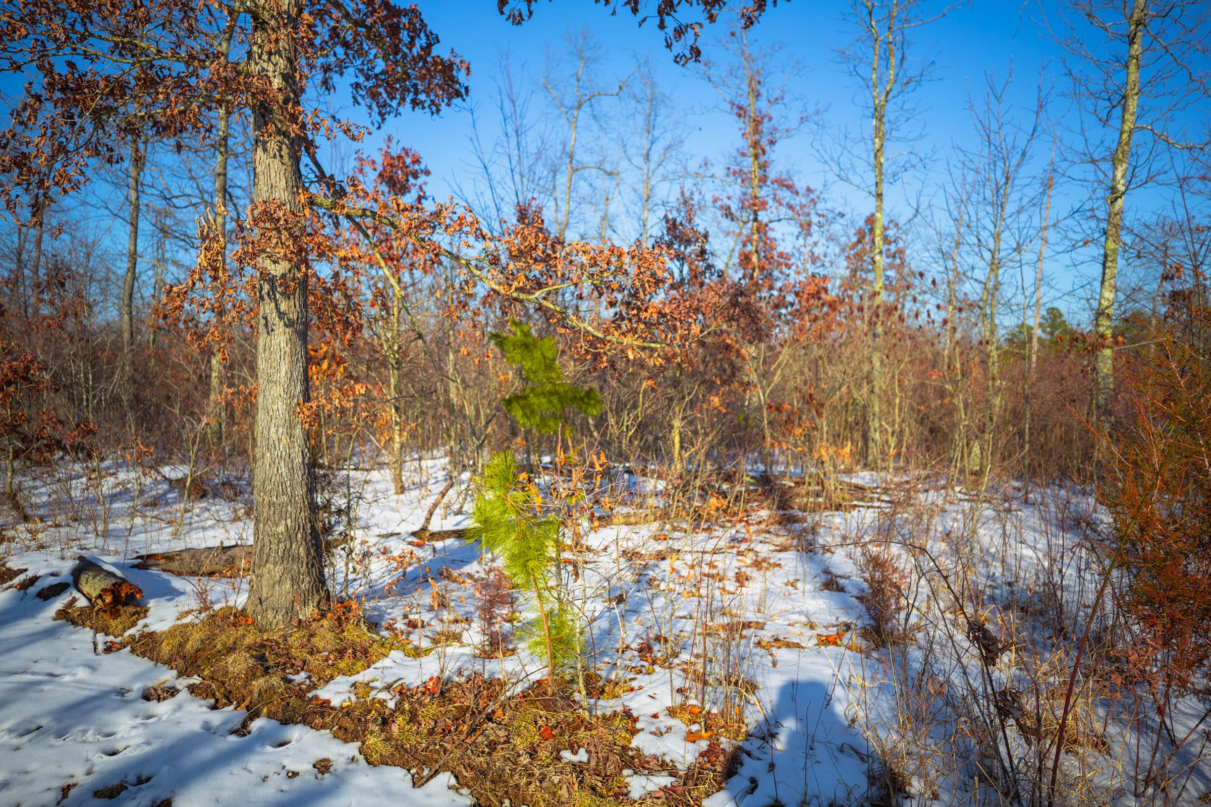 Sleepy Hollow Phase I Tract 29 photo 9