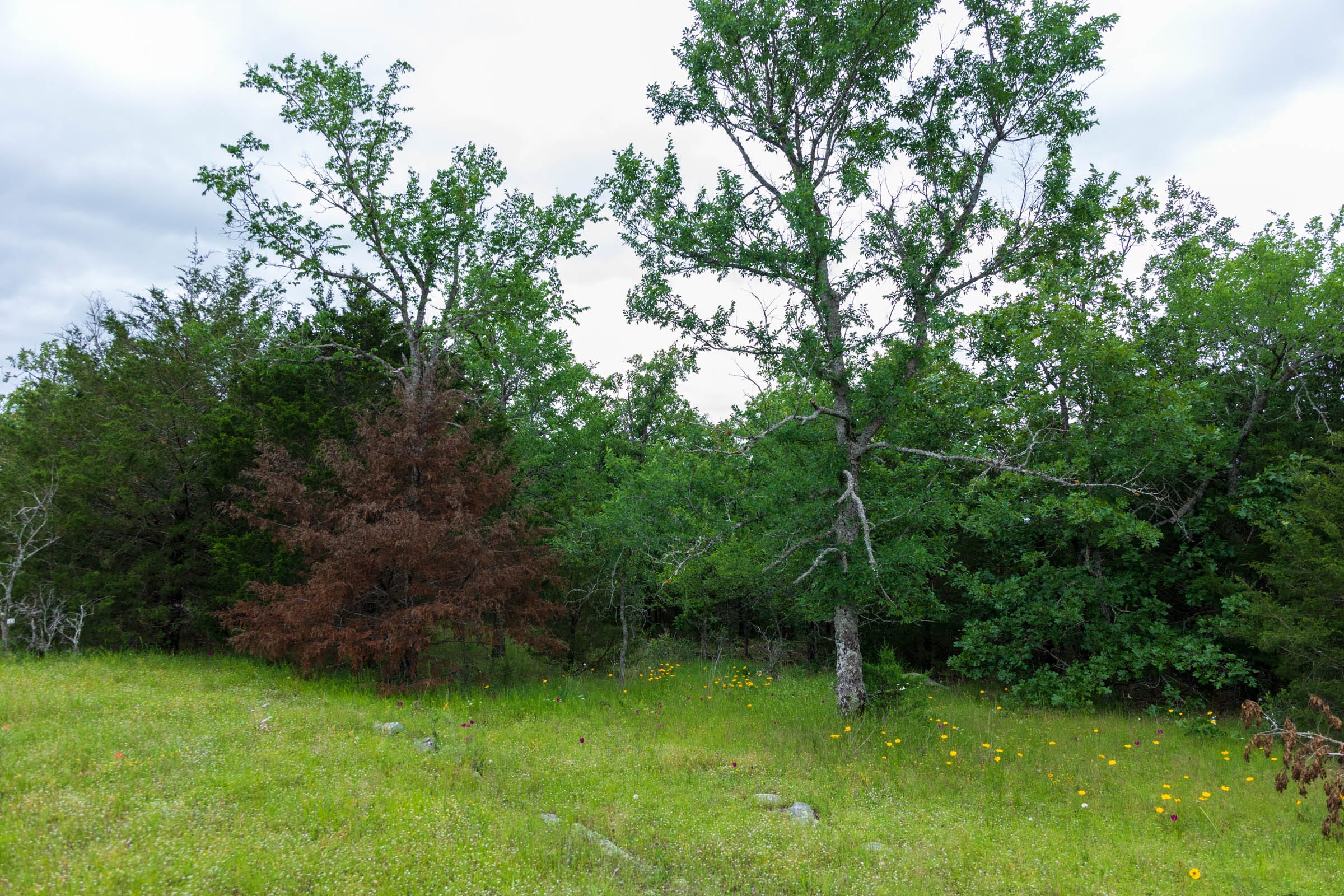 Falcon Crest Tract 31 photo 2